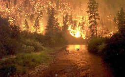 Montana Fire & Elk